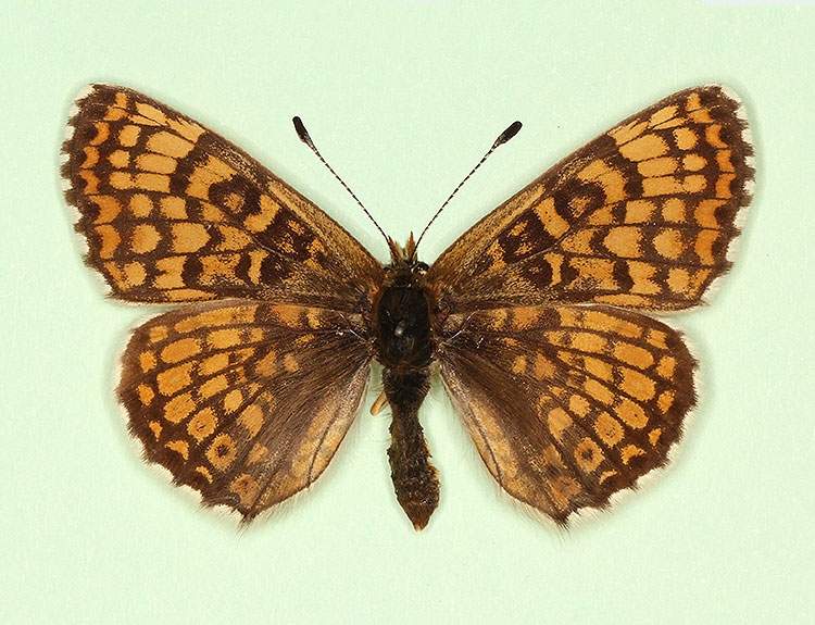 Melitaea cinxia female (aberrant form matisconensis) (Internet Image property of respective owner, non-commercial use only)